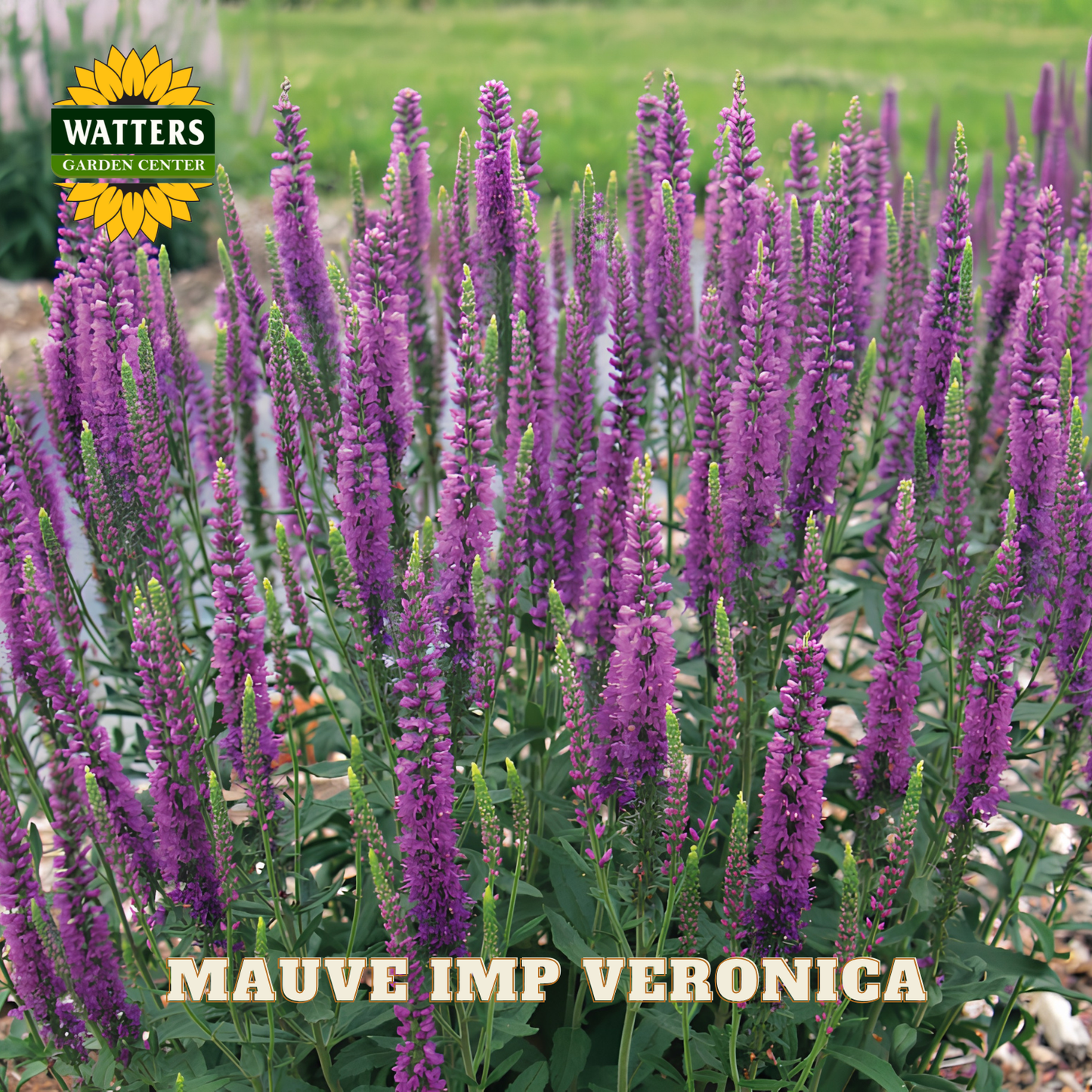 Purple flowering plants with Watters Garden Center branding in the corner.