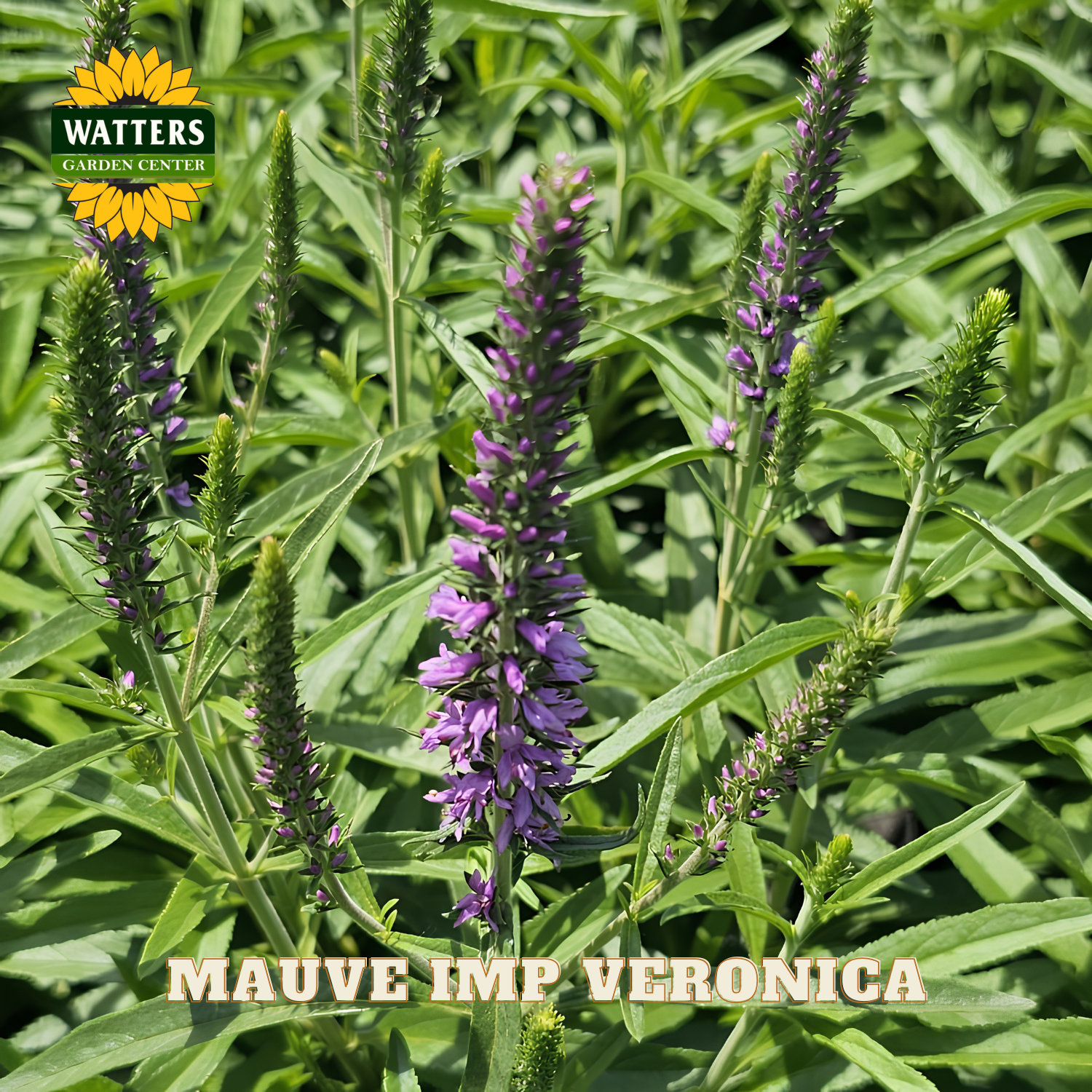 Mauve Imp Veronica plant with Watters Garden Center logo in the corner.