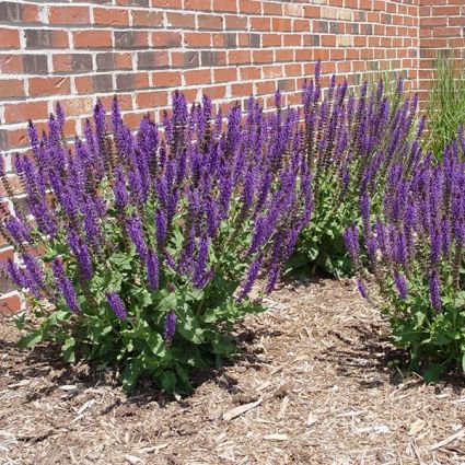 MAY NIGHT SALVIA 1gal