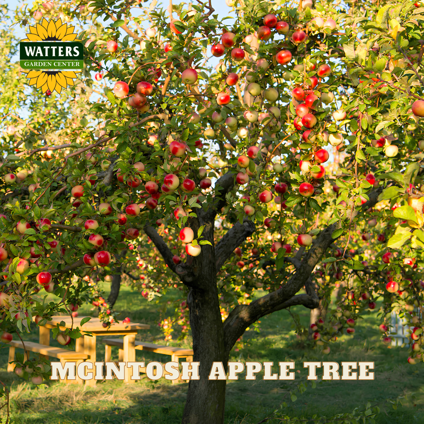 McIntosh Apple (Malus 'Fruit McIntosh') - 2 gallon 36"