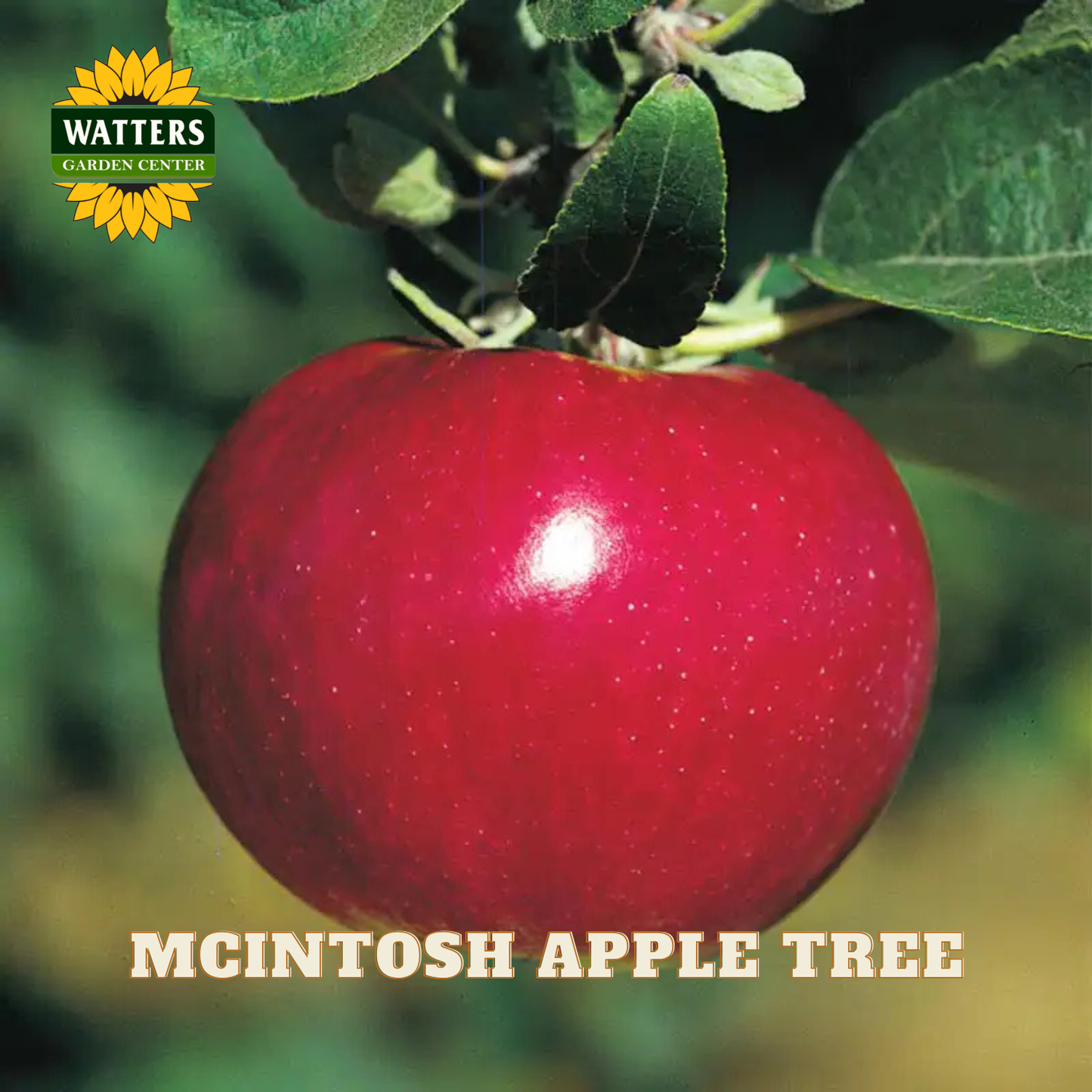 McIntosh Apple (Malus 'Fruit McIntosh') - 2 gallon 36"
