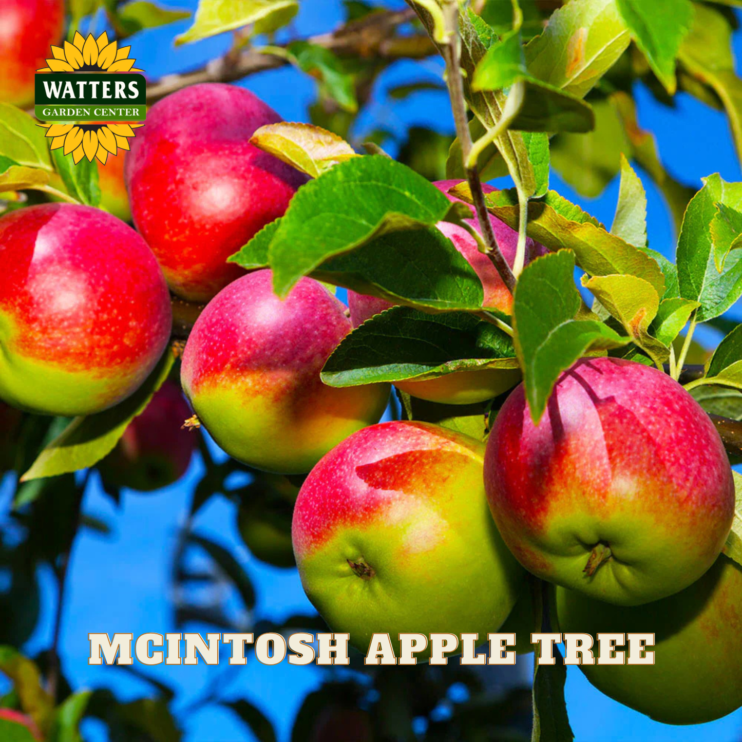McIntosh Apple (Malus 'Fruit McIntosh') - 2 gallon 36"
