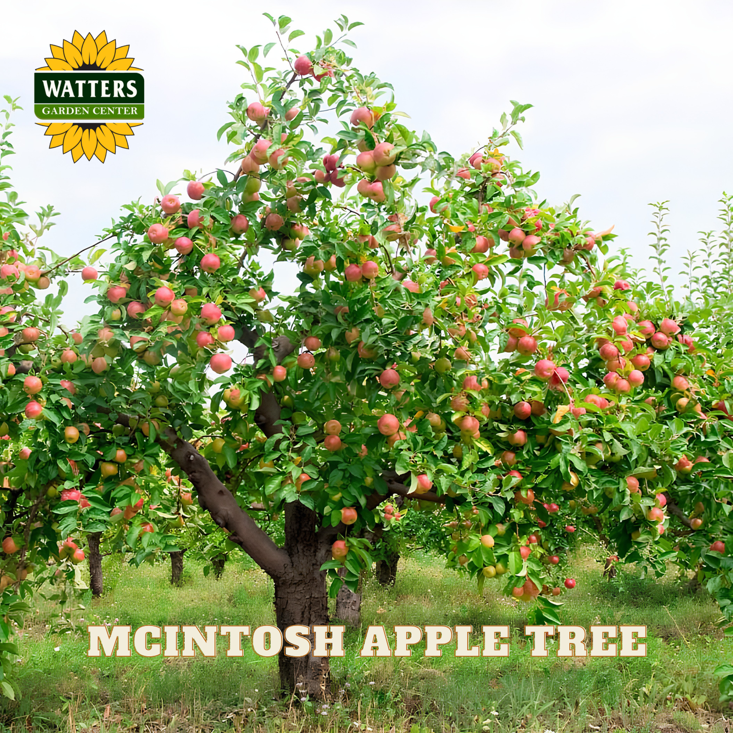 McIntosh Apple (Malus 'Fruit McIntosh') - 2 gallon 36"
