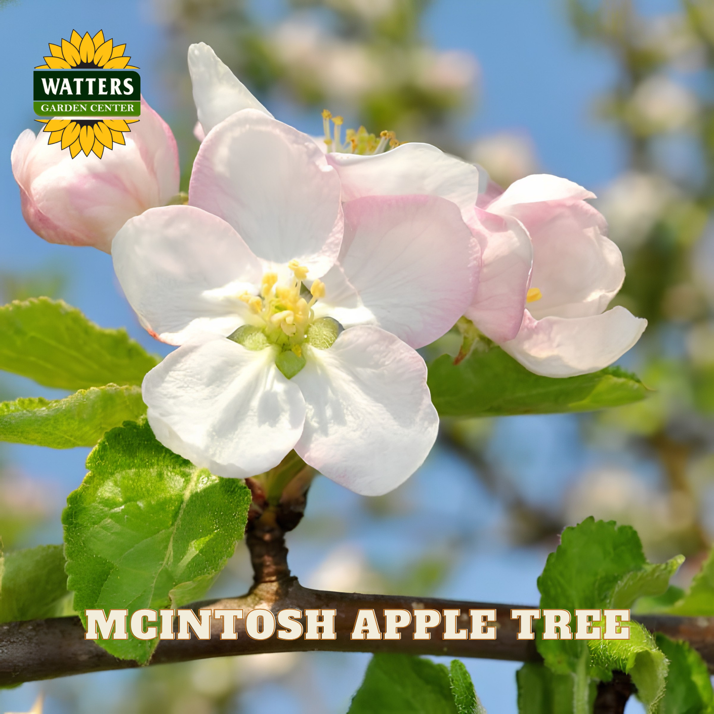 McIntosh Apple (Malus 'Fruit McIntosh') - 2 gallon 36"
