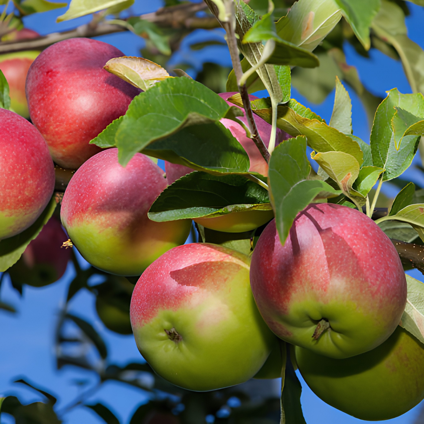 McIntosh Apple (Malus 'Fruit McIntosh') - 2 gallon 36"