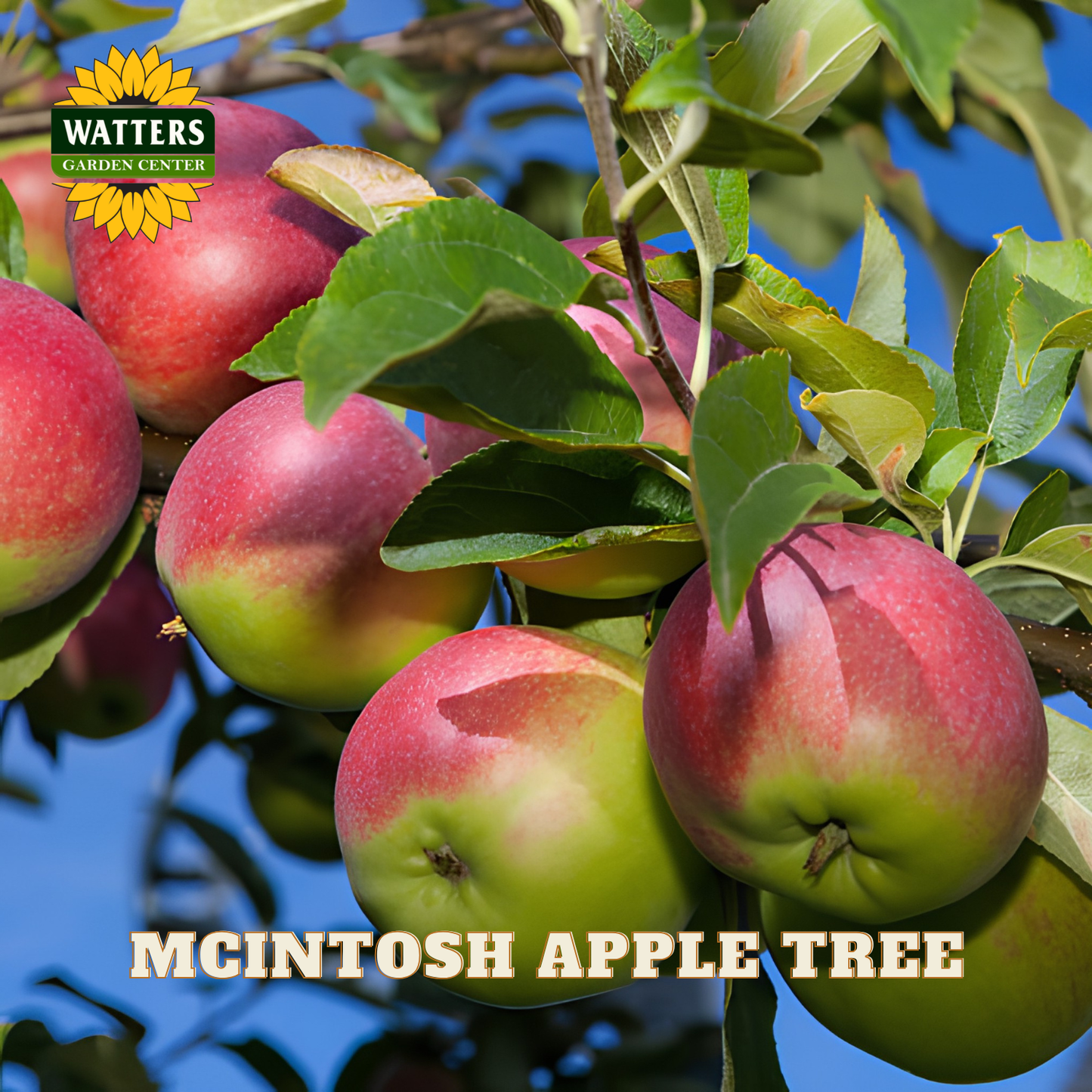 McIntosh Apple (Malus 'Fruit McIntosh') - 2 gallon 36"