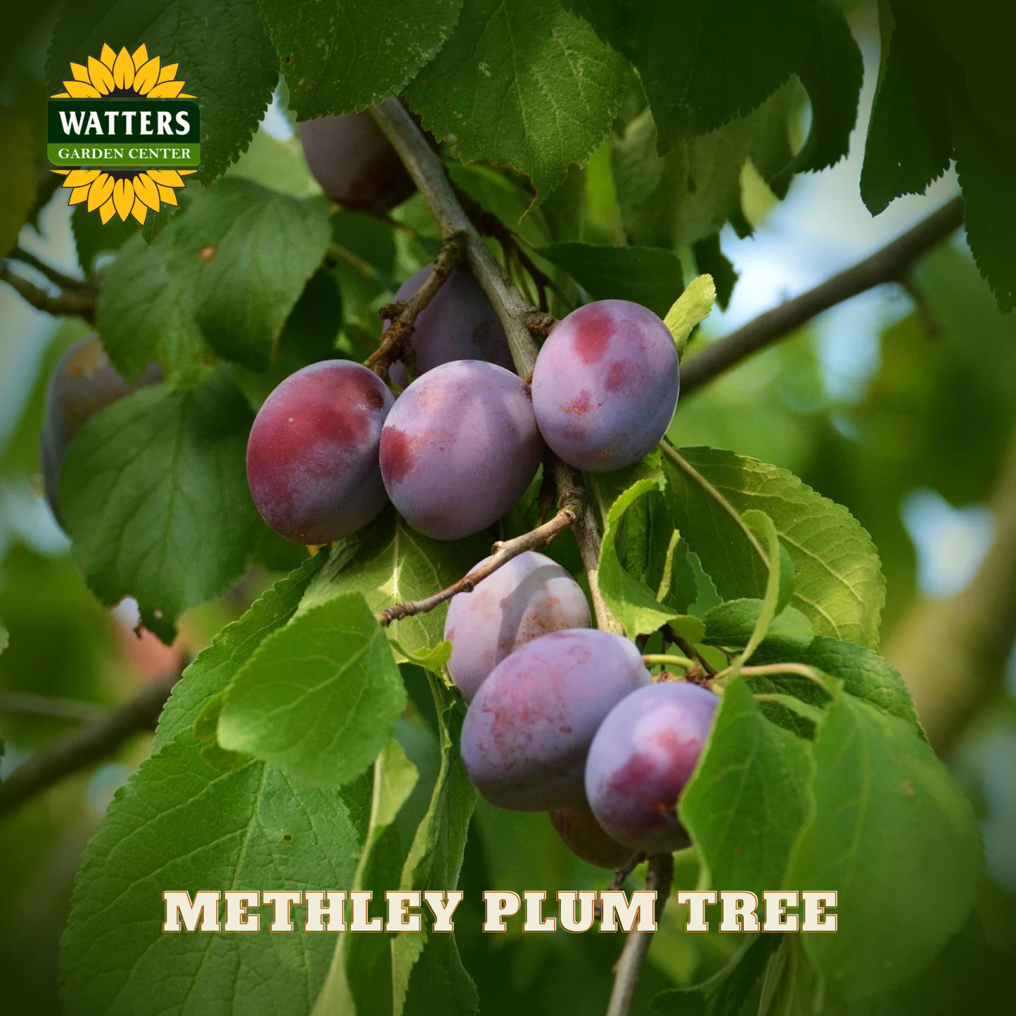 Methley plum tree with plums on a branch, labeled 'Watters Garden Center'.
