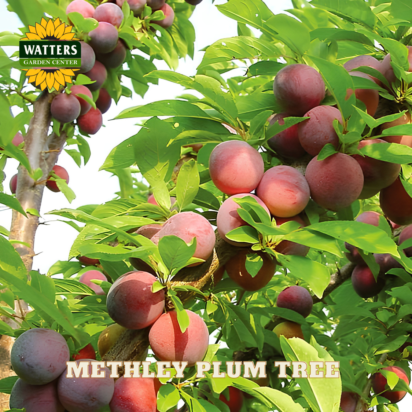 Methley plum tree with ripe plums and Watters Garden Center logo.
