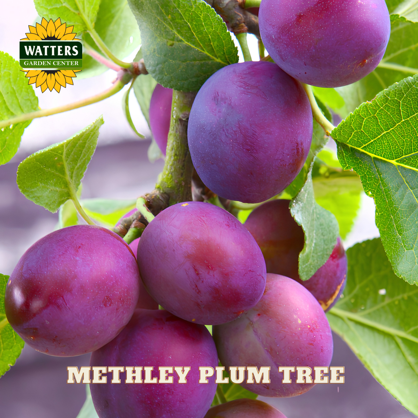 Purple plums on a tree branch with Watters Garden Center logo