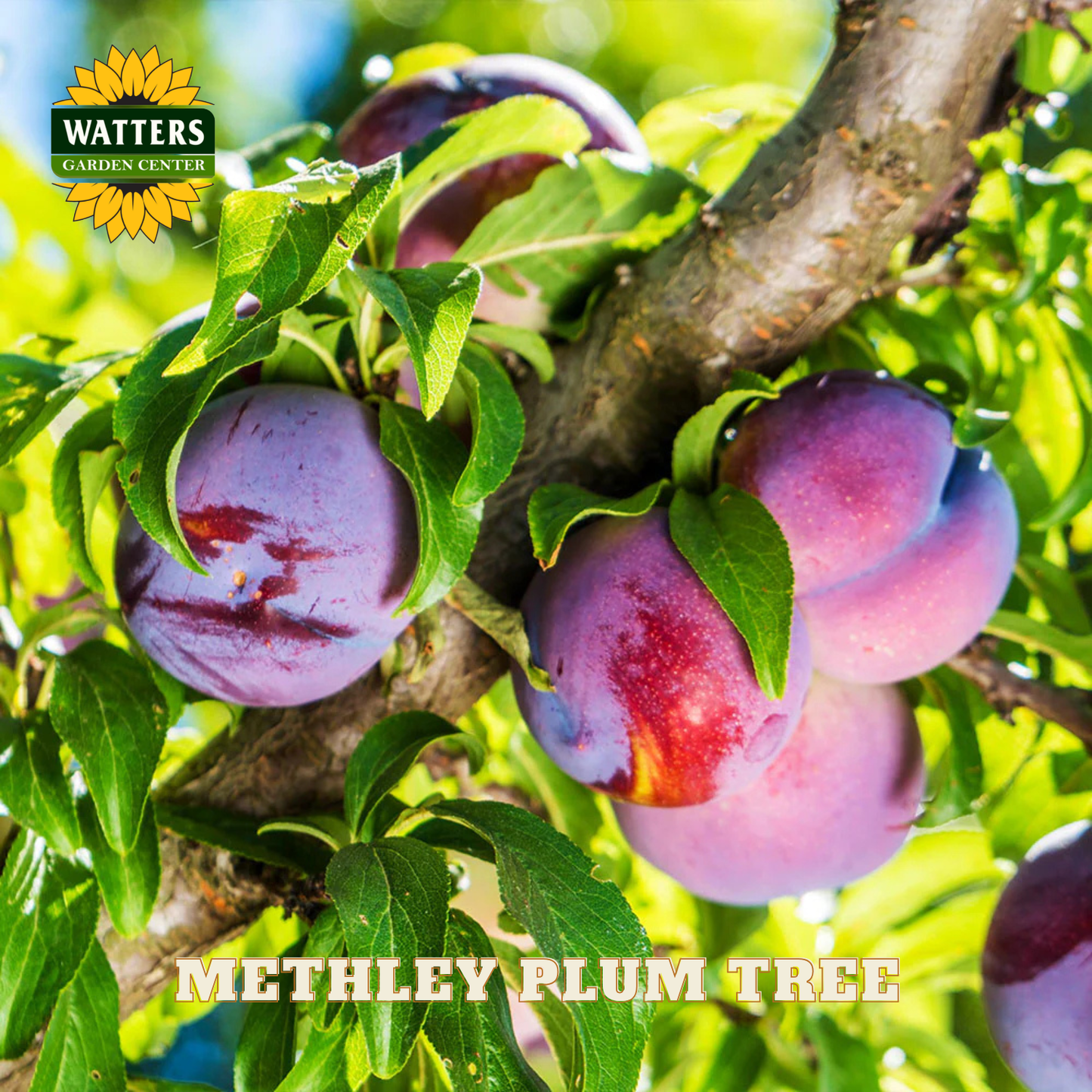 Plums on a Methley Plum Tree with Watters Garden Center branding