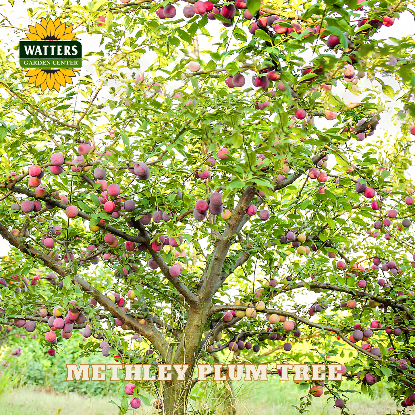 Methley Plum Tree with Watters Garden Center logo