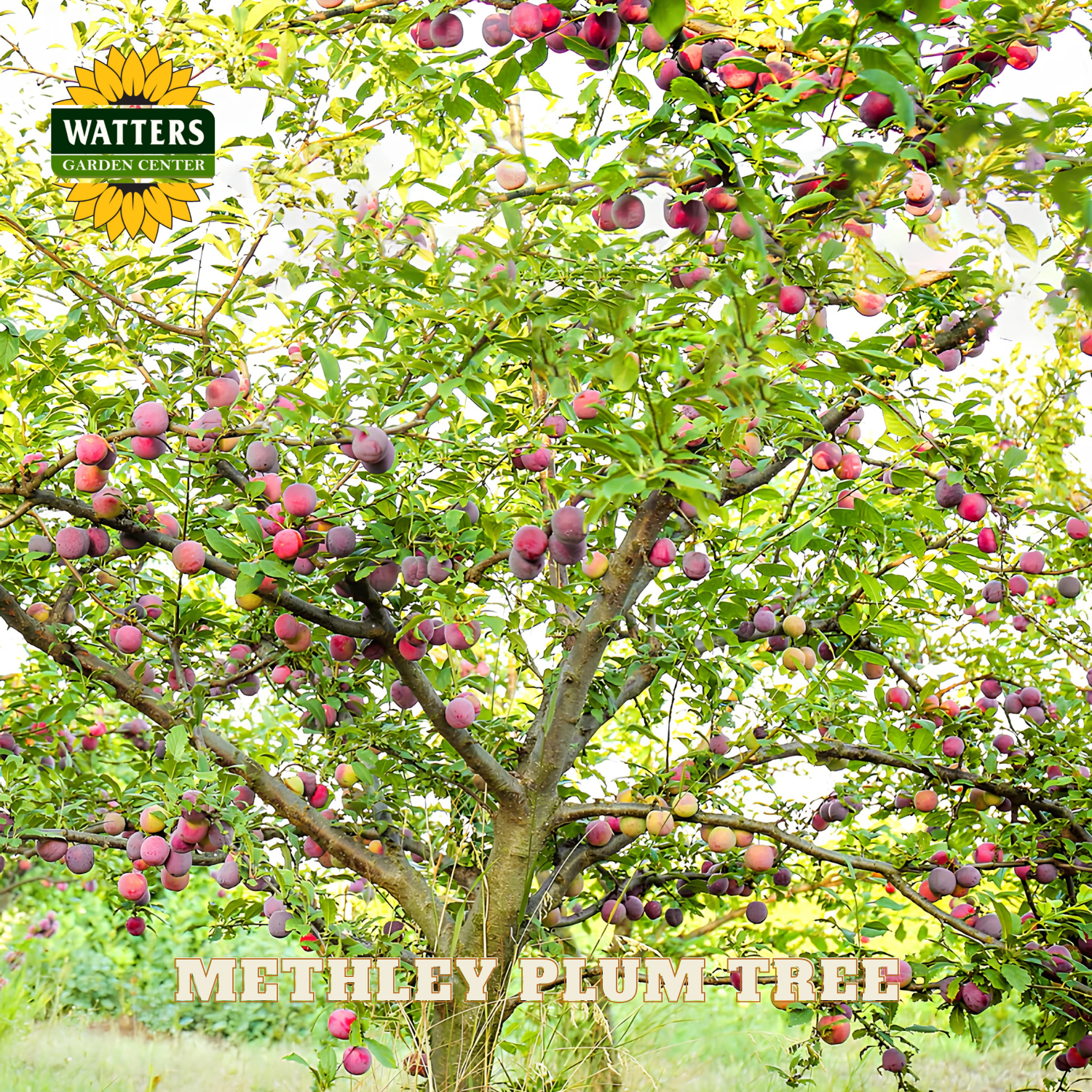Methley Plum Tree with Watters Garden Center logo