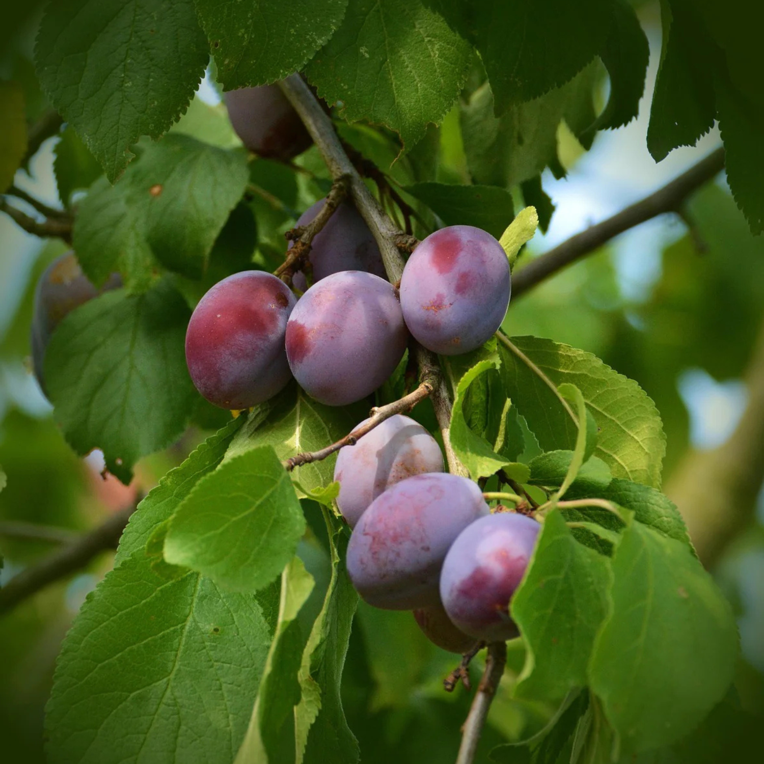 Plum fruits hanging from a tree with green leaves