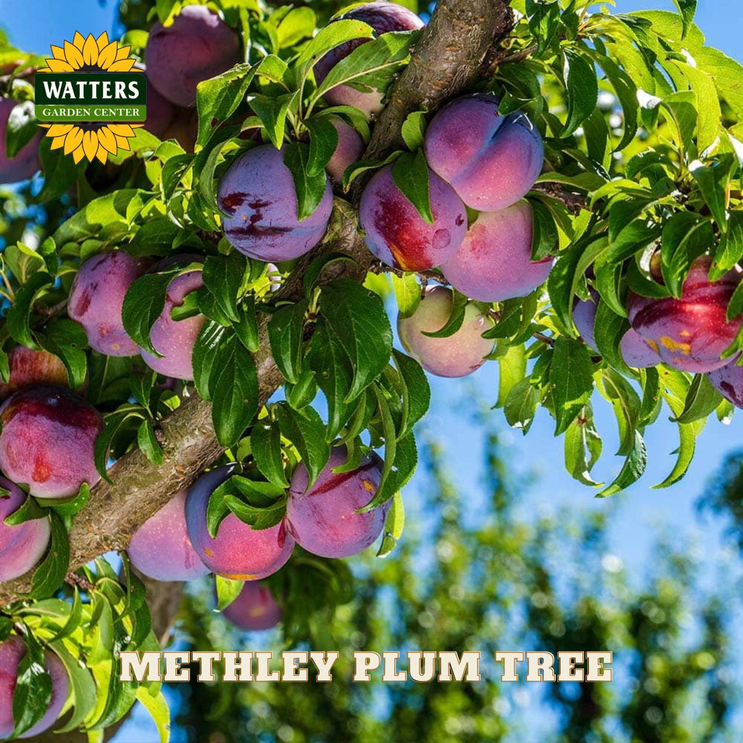 Methley plum tree with plums on a branch against a blue sky, featuring Watters Garden Center branding.