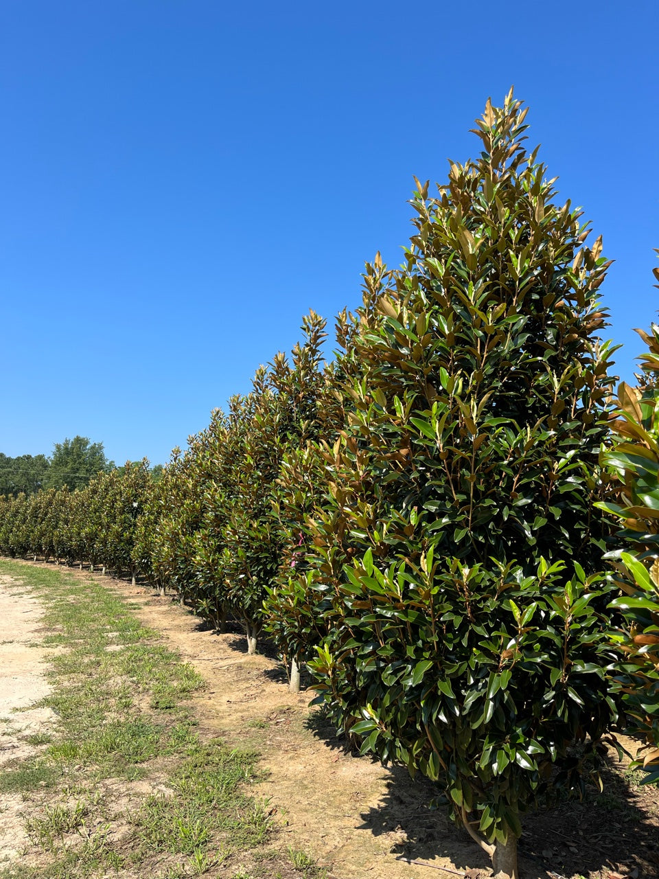 ALTA SOUTHERN MAGNOLIA 5gal