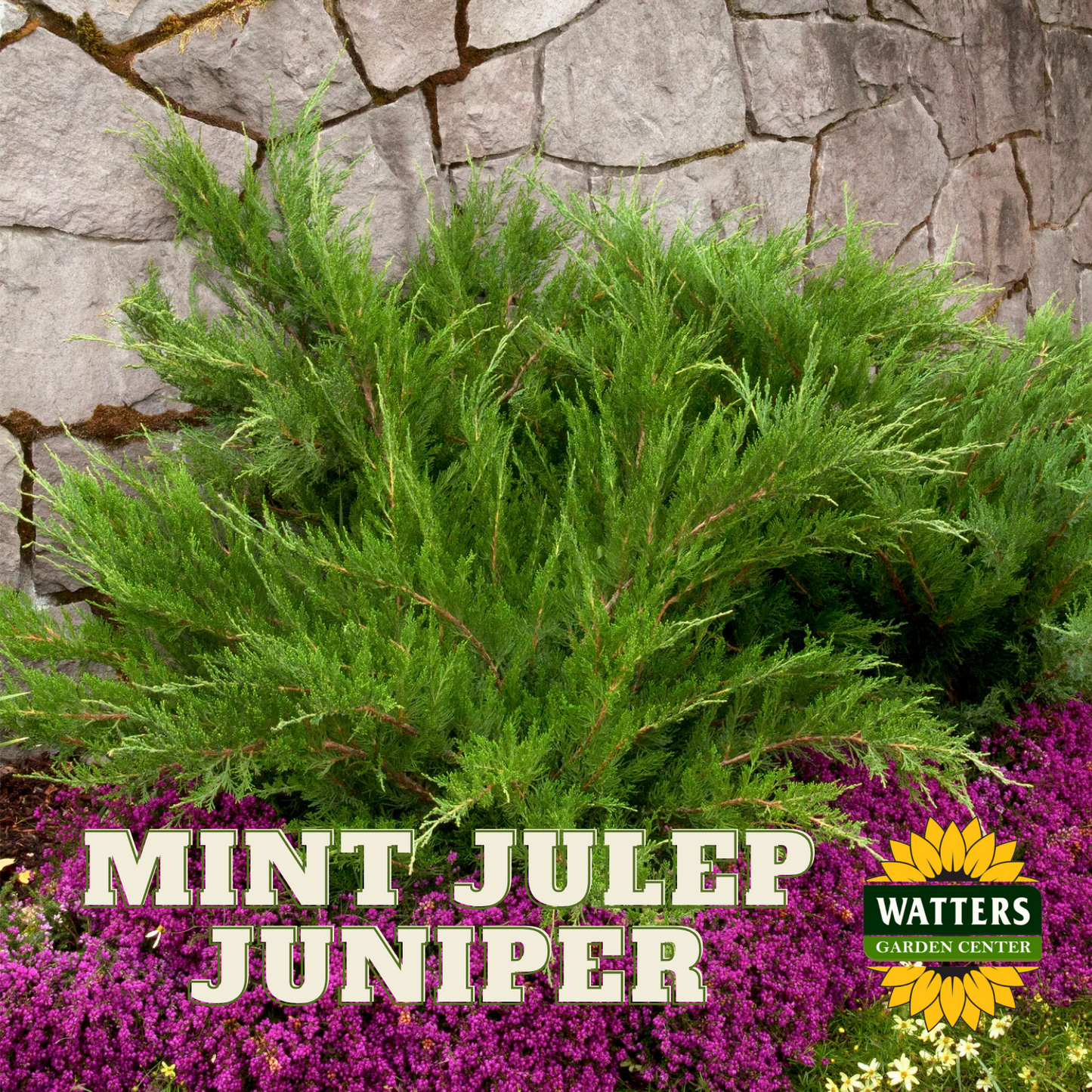 MINT JULEP JUNIPER 2gal