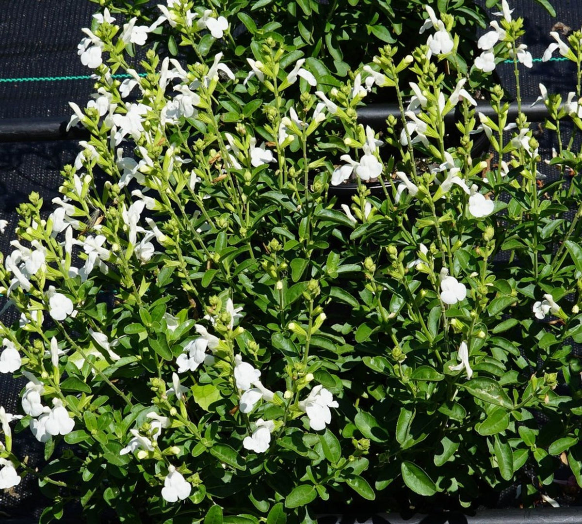 ASSORTED SALVIA GREGGII 2gal