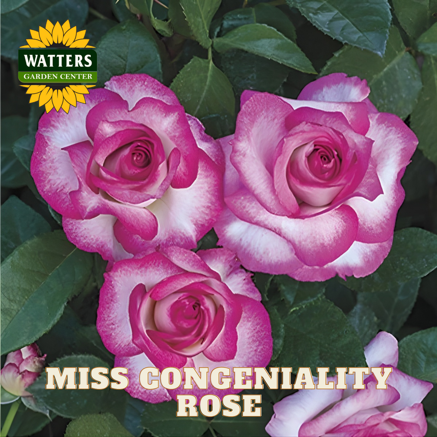 Three pink roses with green leaves and Watters Garden Center logo.
