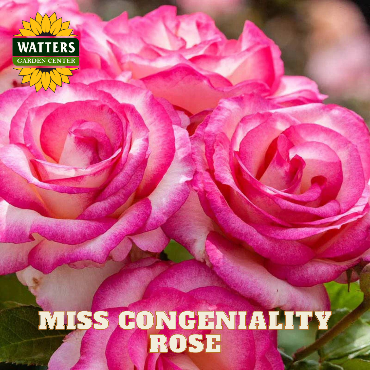Pink roses with 'Watters Garden Center' logo and 'Miss Congeniality Rose' text.