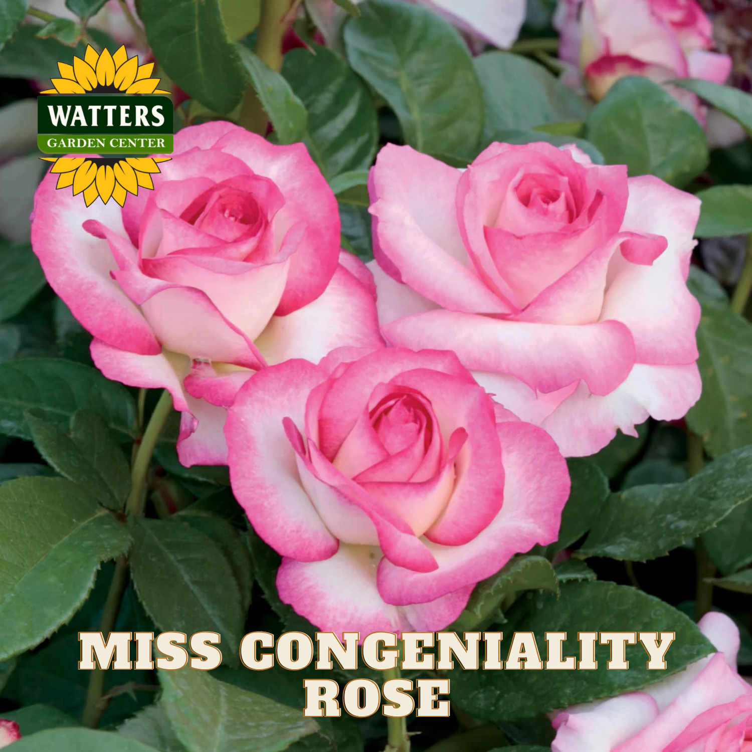 Pink roses with Watters Garden Center logo and 'Miss Congeniality Rose' text.