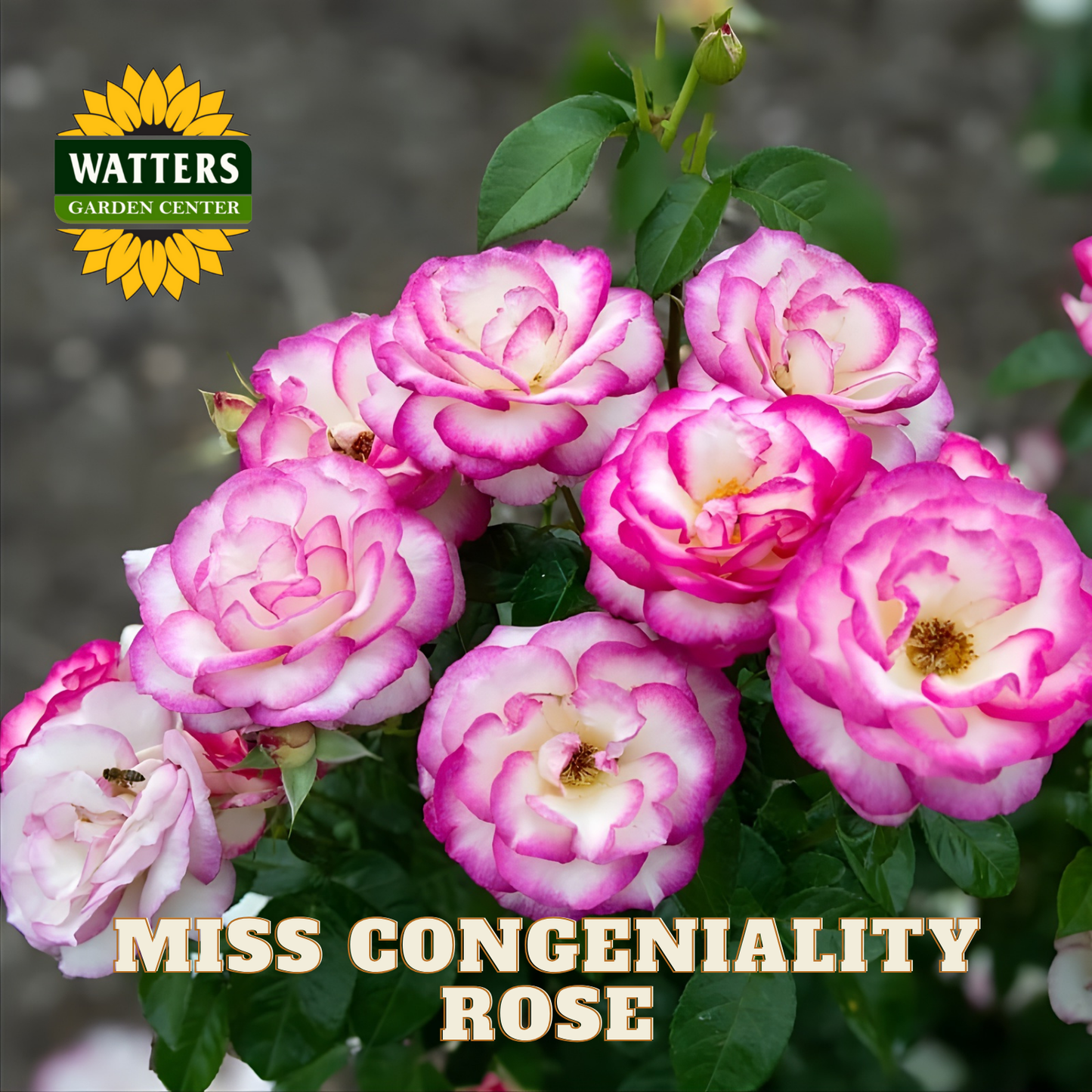 Pink and white roses with Watters Garden Center logo and 'Miss Congeniality Rose' text.