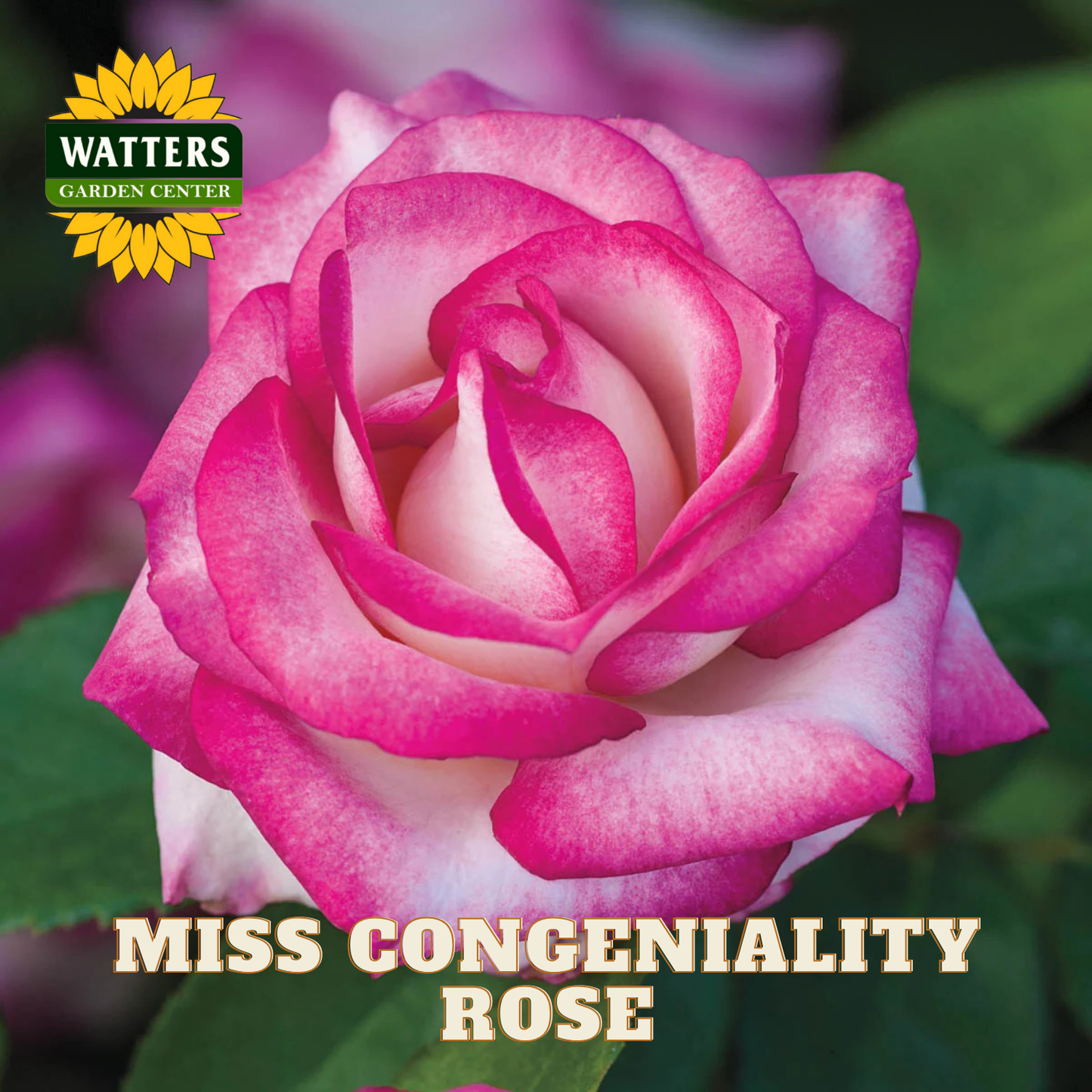 Pink rose with 'Watters Garden Center' logo and 'Miss Congeniality Rose' text.