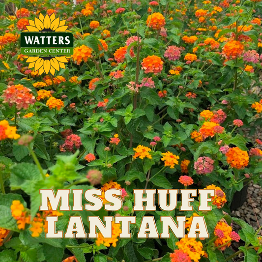 MISS HUFF LANTANA 2gal