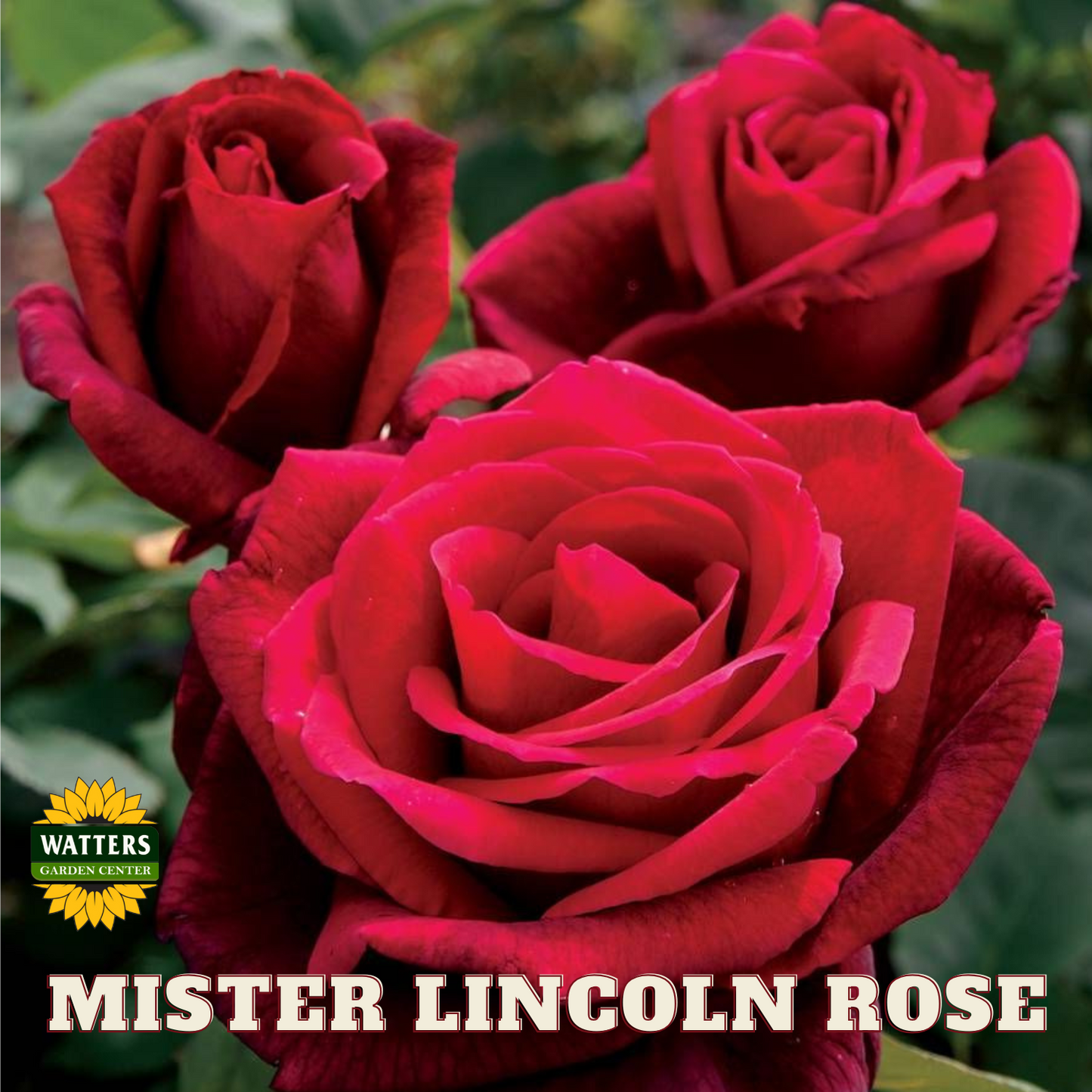 MISTER LINCOLN ROSE 3gal - Preorder