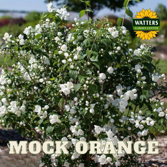 MOCK ORANGE 3gal