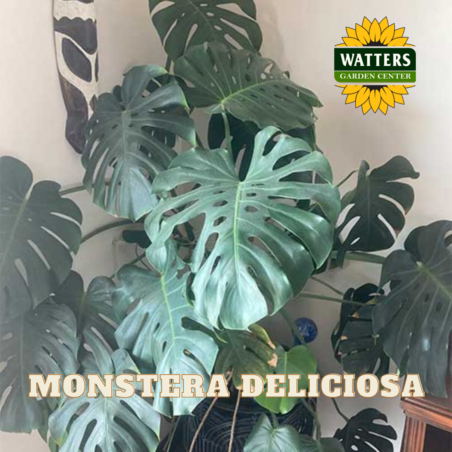 Monstera Deliciosa plant with Watters Garden Center logo in the corner.