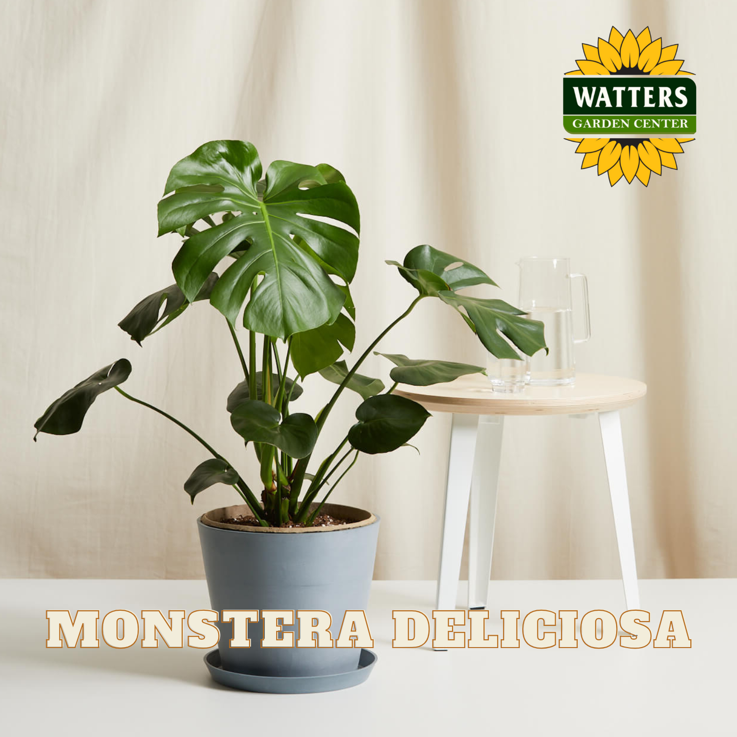 Potted Monstera Deliciosa plant on a table with Watters Garden Center branding.