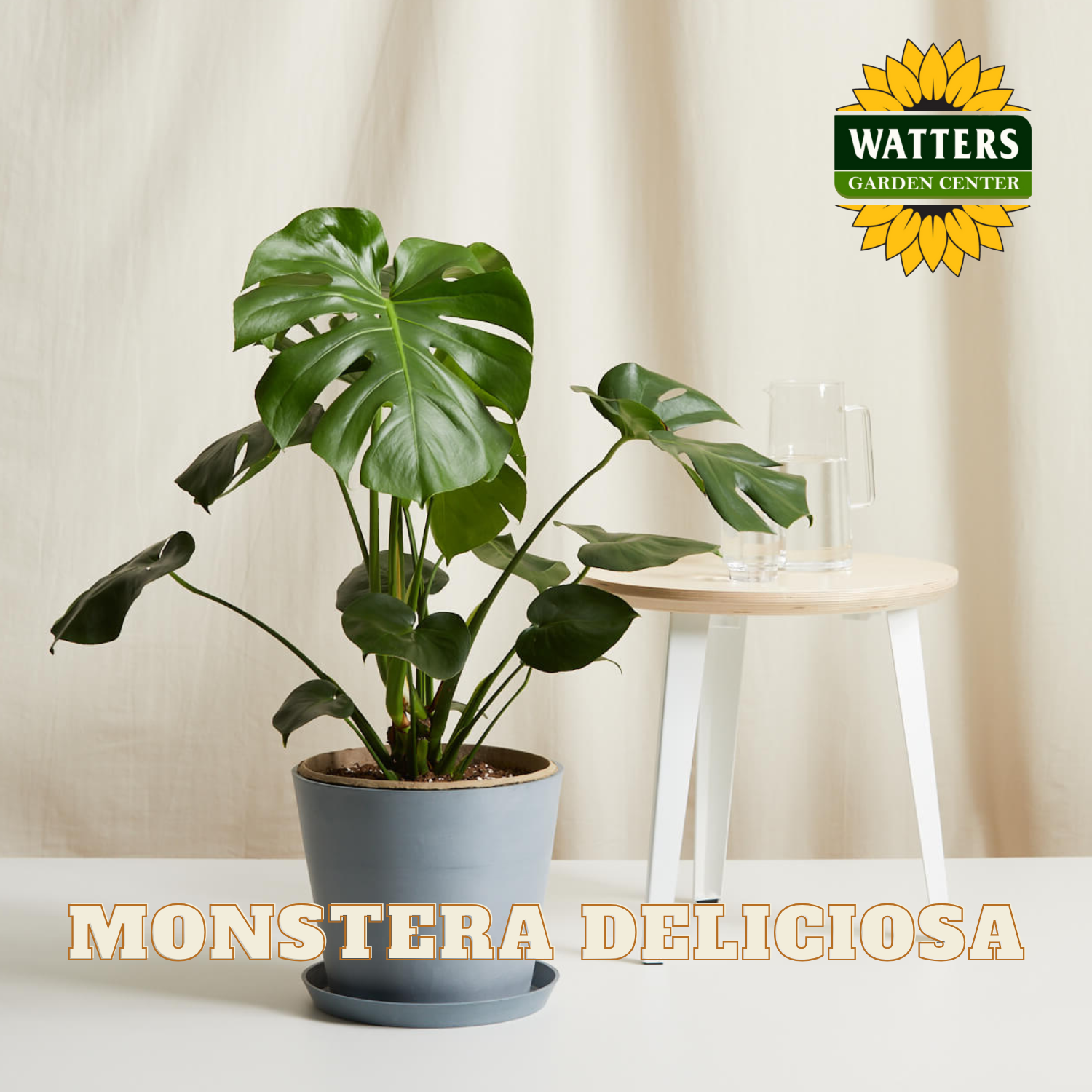 Potted Monstera Deliciosa plant on a table with Watters Garden Center branding.