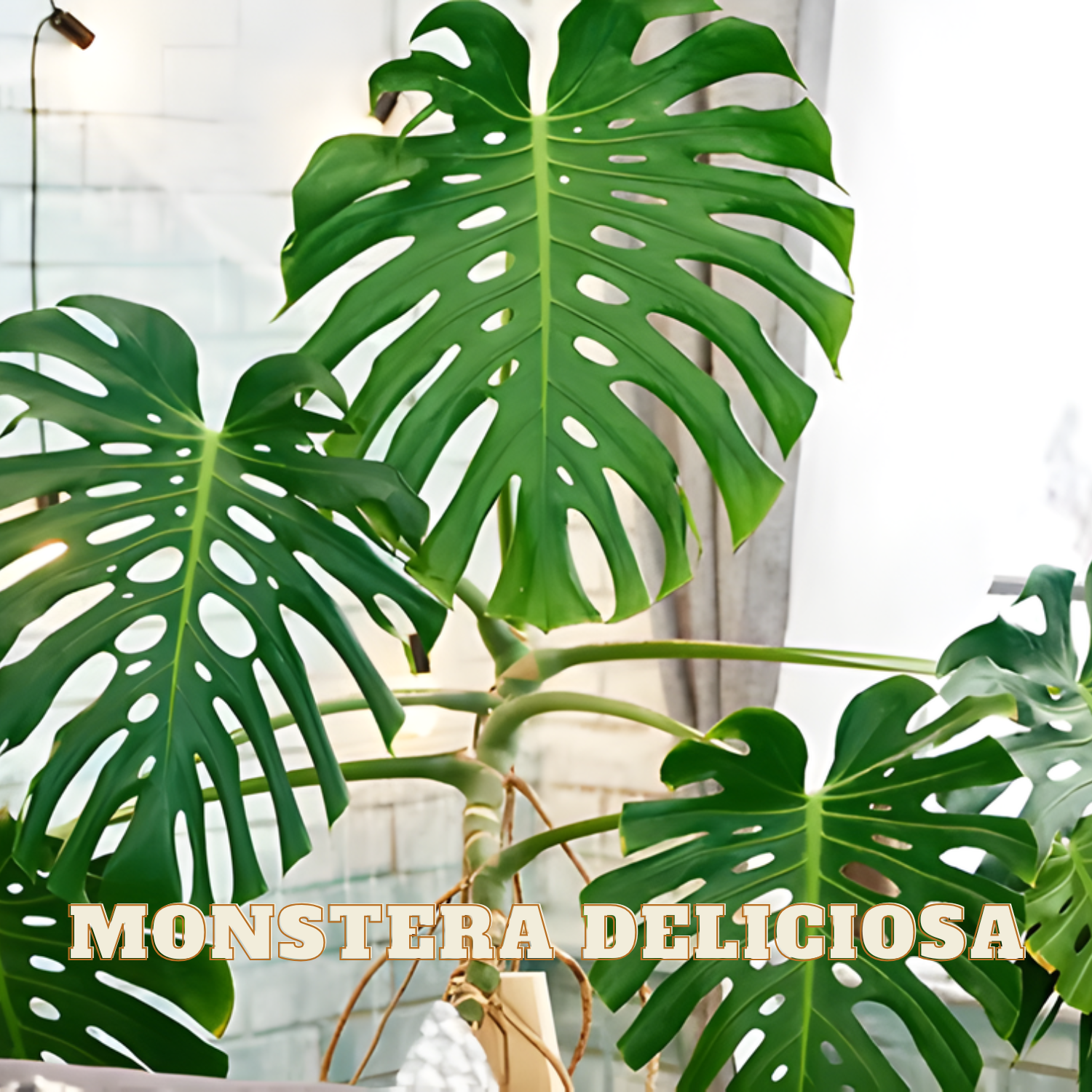 Monstera Deliciosa plant with large green leaves against a light background