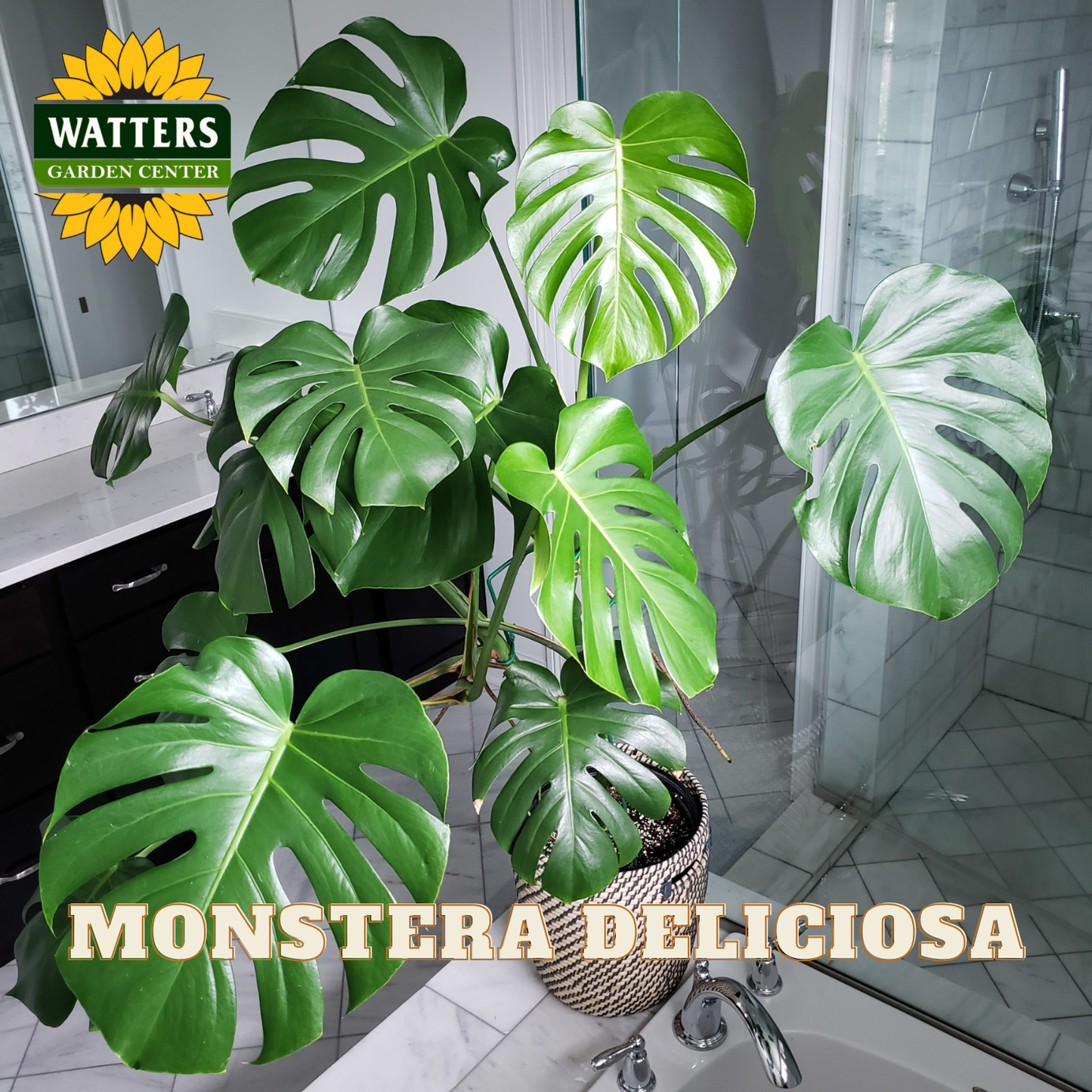Monstera Deliciosa plant in a bathroom setting with Watters Garden Center branding.