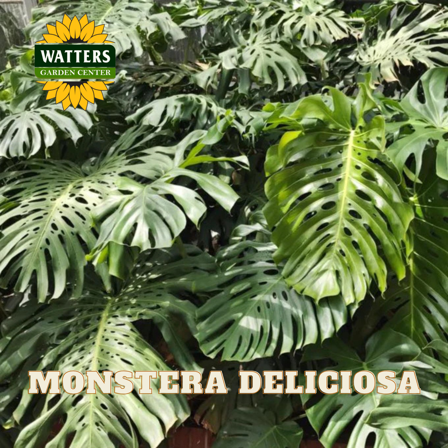 Monstera Deliciosa plant with Watters Garden Center branding.