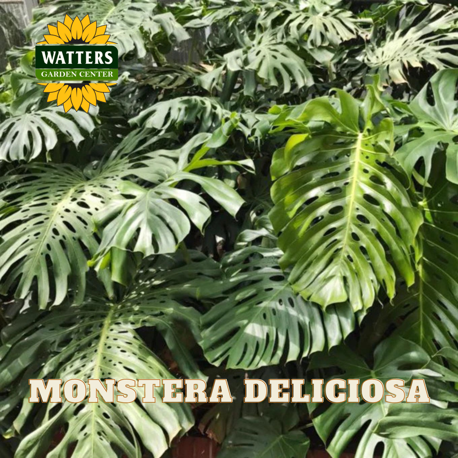 Monstera Deliciosa plant with Watters Garden Center branding.