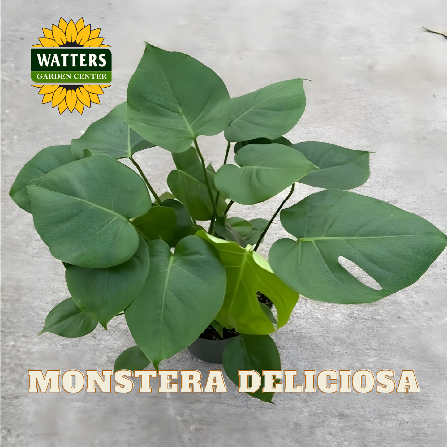 Potted Monstera Deliciosa plant with Watters Garden Center logo on a gray background