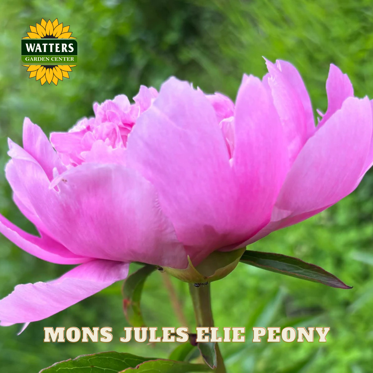 Pink peony flower with Watters Garden Center logo and 'Mons Jules Elie Peony' text.
