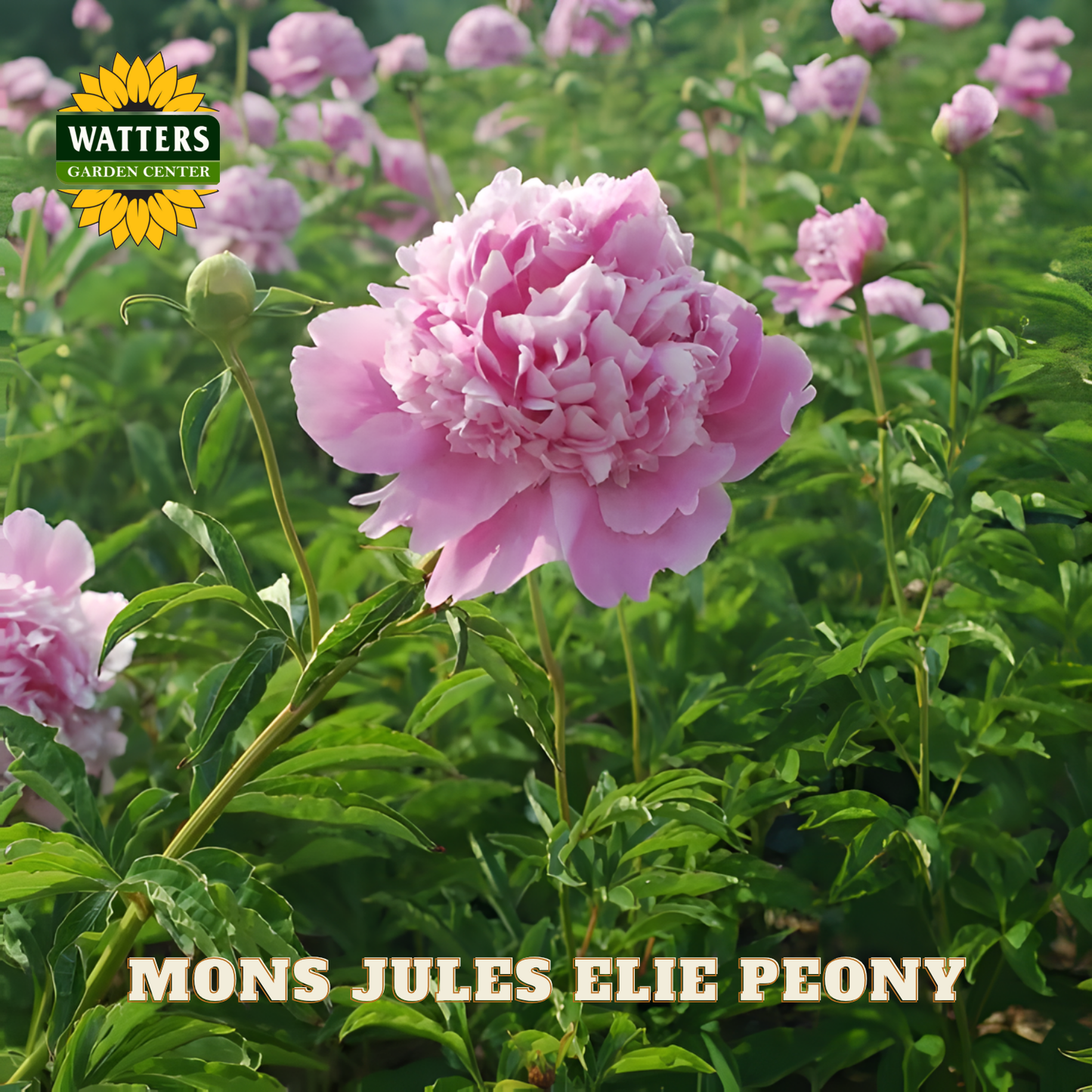 Pink peony flower with 'Watters Garden Center' logo and 'Mons Jules Elie Peony' text.