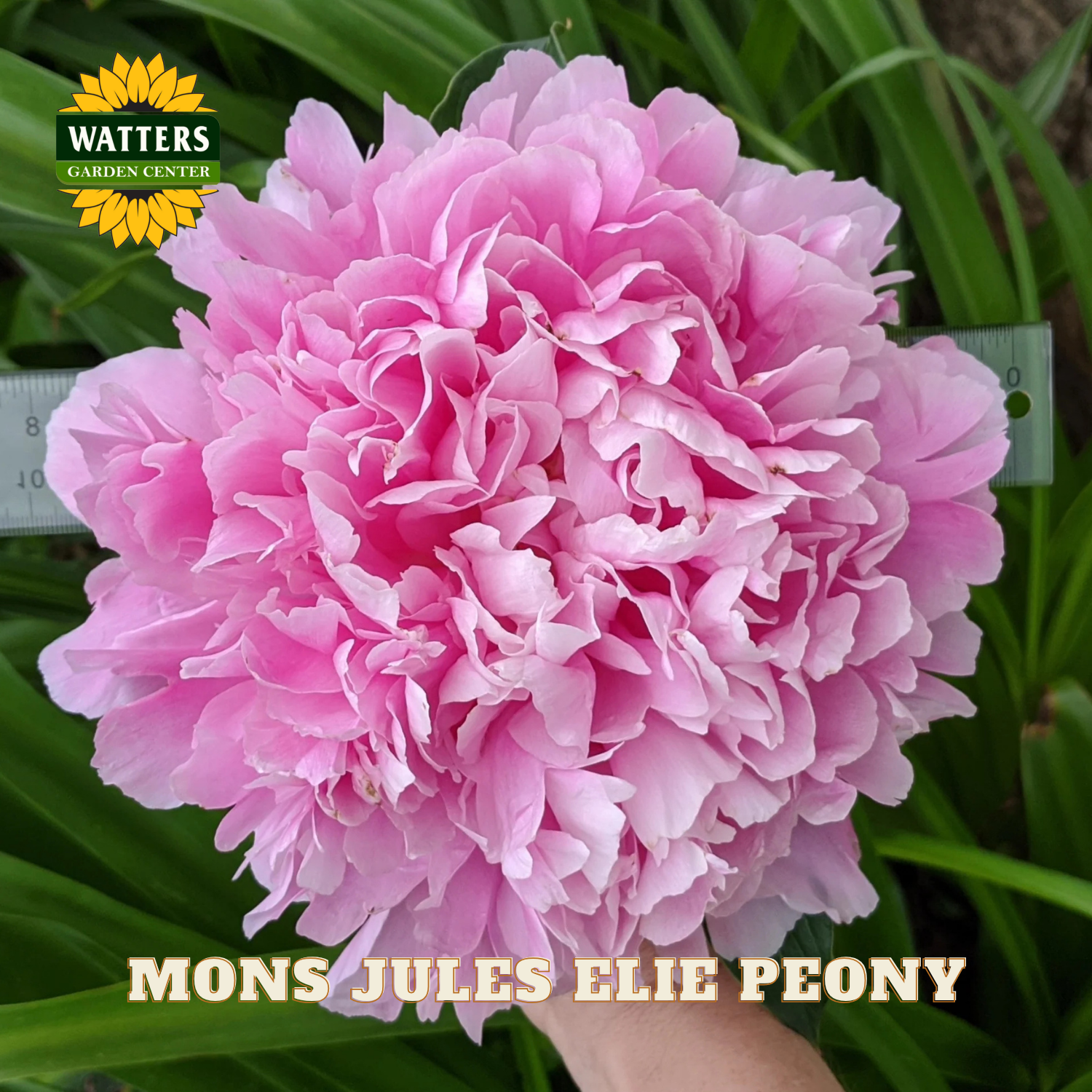 Pink peony flower with 'Watters Garden Center' logo and 'Mons Jules Elie Peony' text.
