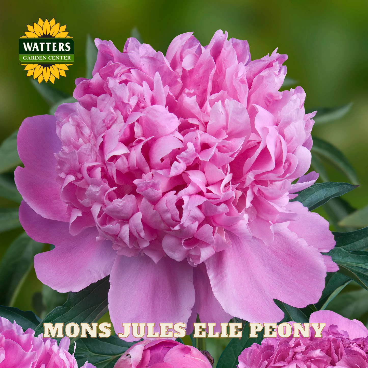 Pink peony flower with 'Watters Garden Center' logo and 'Mons Jules Elie Peony' text.