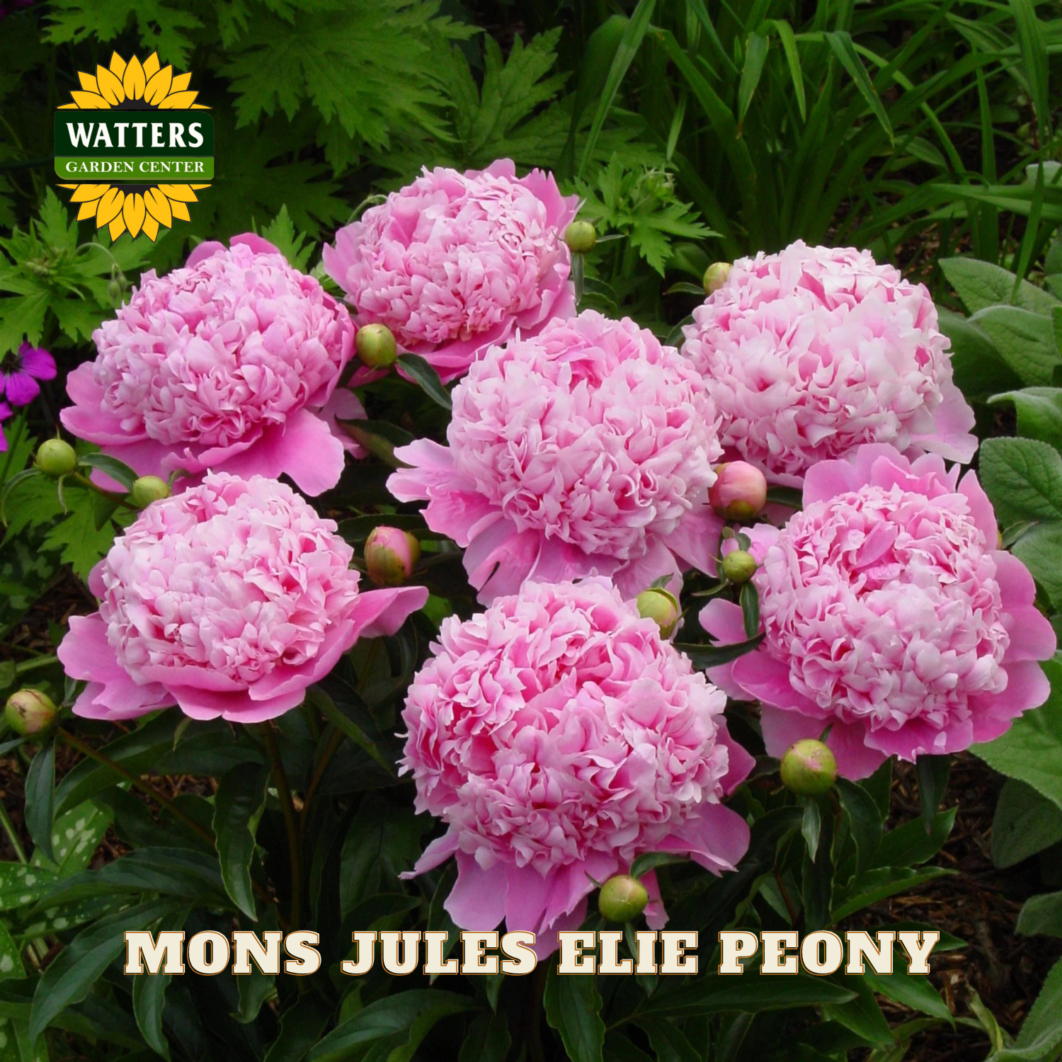 Pink peony flowers with Watters Garden Center branding