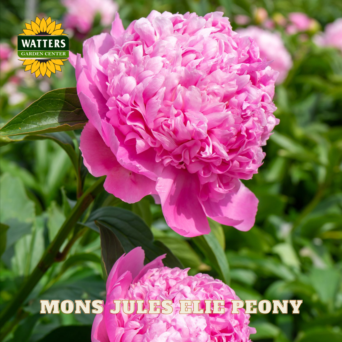 Pink peony flower with 'Watters Garden Center' logo and 'Mons Jules Elie Peony' text.
