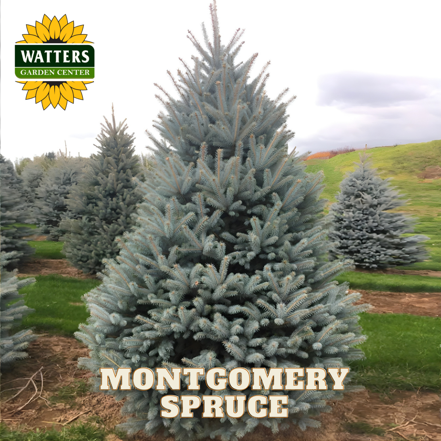 Montgomery Spruce tree with Watters Garden Center logo in the background