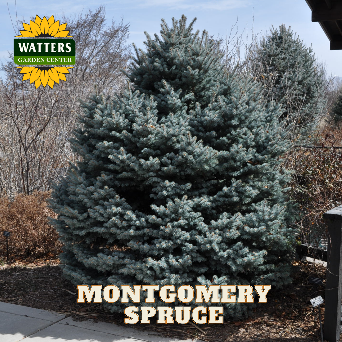 Montgomery Spruce tree with Watters Garden Center logo in the corner