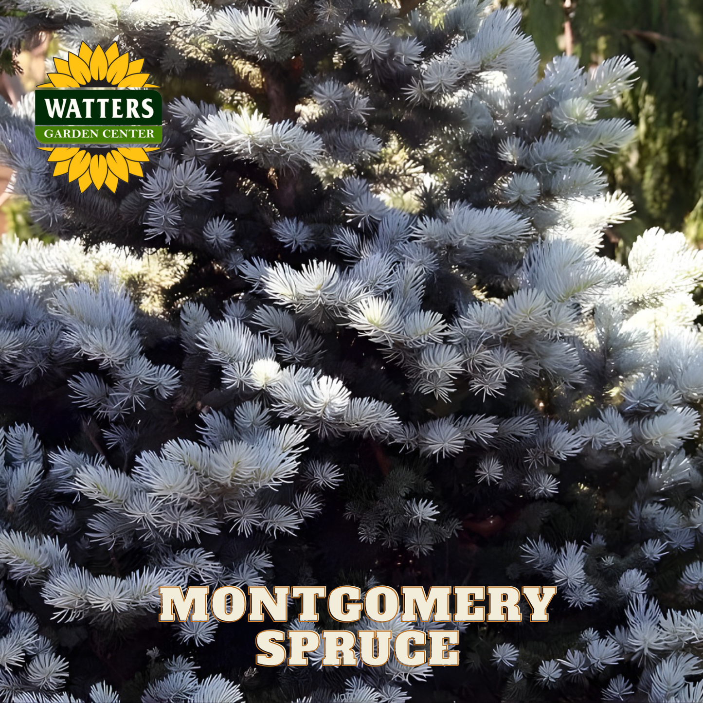 Montgomery Spruce with Watters Garden Center logo