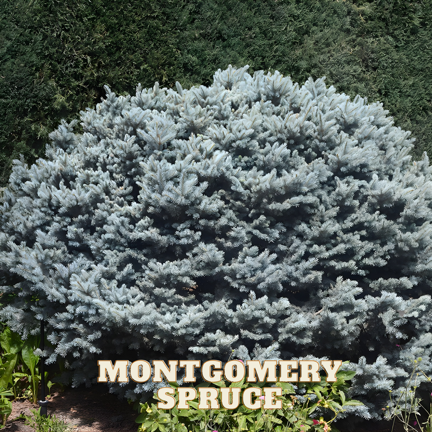 Montgomery Spruce tree with green background
