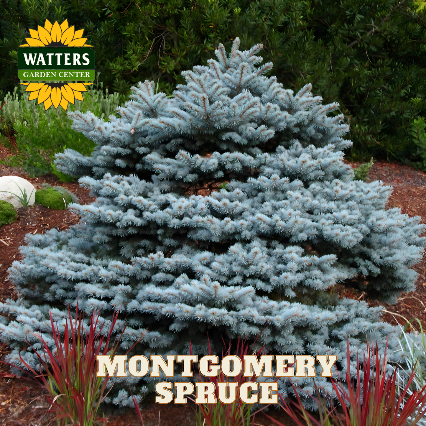 Montgomery Spruce tree with Watters Garden Center branding in the background