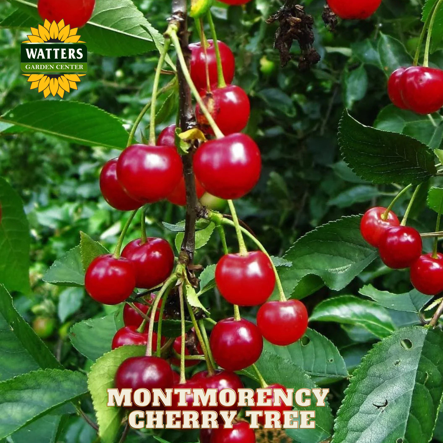Montmorency cherry tree with ripe red cherries and Watters Garden Center logo.