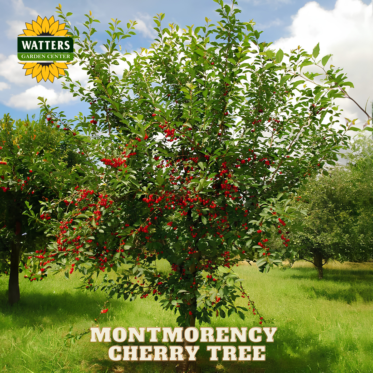 Montmorency cherry tree with red berries in an orchard, Watters Garden Center logo visible.